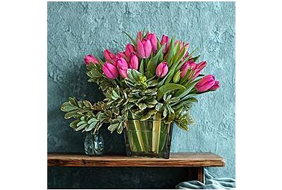 Tulip Arrangements: The History, Care, and Beauty of Spring’s Favorite Flower