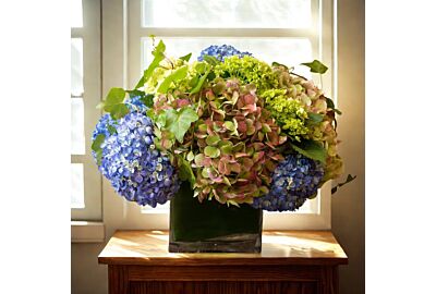 Hydrangea Care Guide: Cut Flowers and Potted Plants