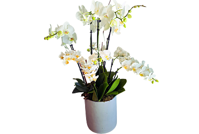 White Orchid planter