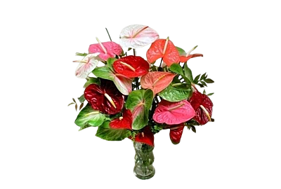 Hawaiian Anthurium arrangement 