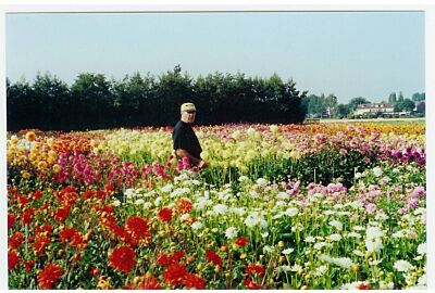 Dad in Dahlia fields in Hillegom Holland
