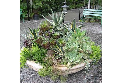 Succulent Planters Metro Denver