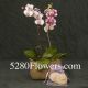 Denver Orchid Planter
