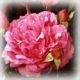 Garden rose Yves Paget