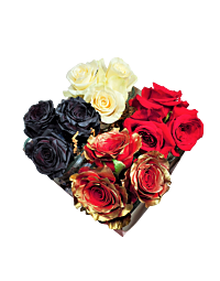 queen of hearts roses
