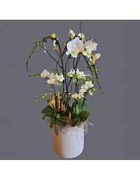 Orchid planter white large Phalaenopsis