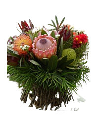Botanical protea