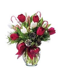 Denver Christmas Candy Cane Tulips
