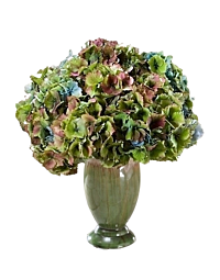 Denver Antique Hydrangea