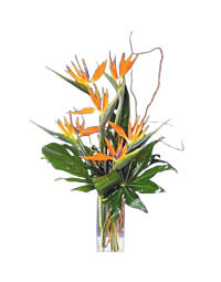 Dracaena Massangeana