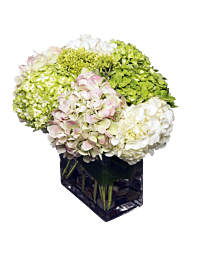 Denver Hydrangea arrangement