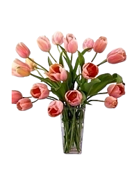 PEach french tulips