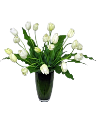 White French Tulips