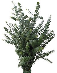Baby Blue Eucalyptus price per Grower bunch