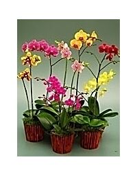 Mini Phalaenopsis novelty