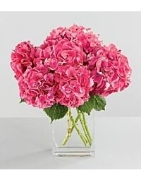 Hydrangea Pink