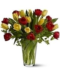 Sunburst tulips