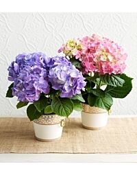 Hydrangea Plant