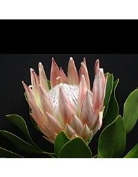 Protea King Minimum 1 stems