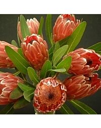 Protea Pink Ice Minimum stems price per each