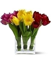 Tulip Trio