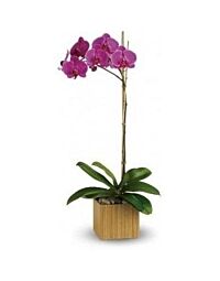 Phalaenopsis Orchid , assorted colors