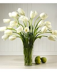 French Tulips White