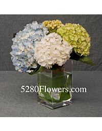 Mixed Hydrangea Arrangement