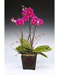 Phalaenopsis pink