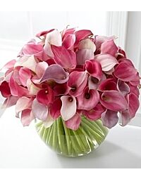 40 stem Pink Calla arrangement 