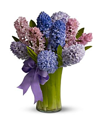 Hyacinth arrangement Spring Only!
