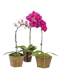 Mini Orchid Plant Same Day Delivery