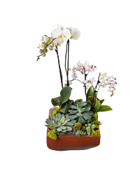 Local Phalaenopsis White Double with succulents