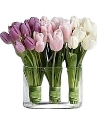 Denver Tulip Arrangement delivery