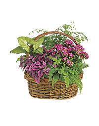 mixed pinky planter