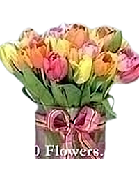 Sorbet tulips 40 stems of local Pastel colored tulips