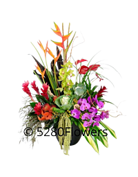Tropical Flower arrangement Denver Colorado Green Anthurium