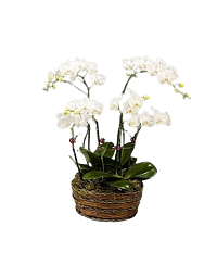 White Orchid Basket