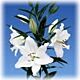 Lily Crystal Blanca