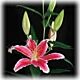 Lily Stargazer