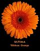 Gerbera Orange Novelty Ultima