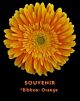 Gerbera Orange light Souvenir