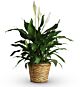peace lily in Basket