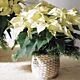 White Poinsettia