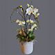 Orchid planter white large Phalaenopsis
