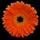 Gerbera orange novelty