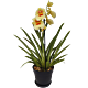Miltonia Red