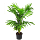 adonia Palm -Christmas Palm-