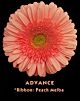 Gerbera Advance