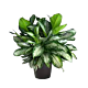 Aglaonema silver queen